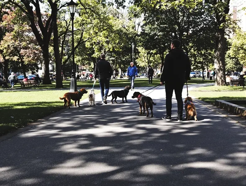 某城市出台养犬新规,禁养犬种名单增至46种